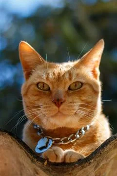 Ginger cat with collar Stock Photos
