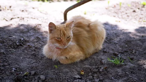 Ginger Cat with Collar Relaxing Stock-Footage 293204322
