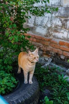 Ginger cat with collar standing on an old car tire in a garden near green bushes Foto stock