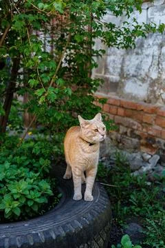 Ginger cat with collar standing on an old car tire in a garden near green bushes Foto stock