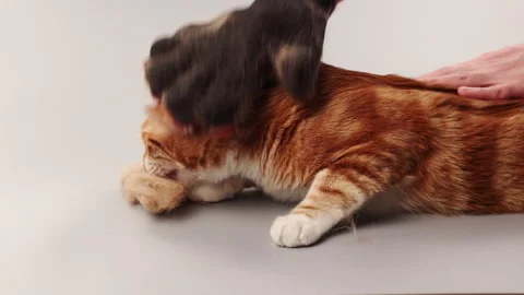 A ginger cat is combed from old fur with a mitten 스톡 동영상 267520905