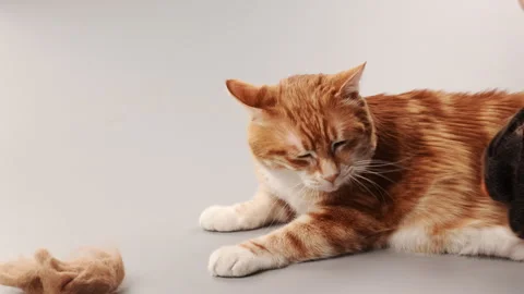 A ginger cat is combed from old fur with a mitten 動画素材 267521186
