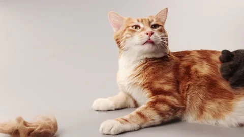 A ginger cat is combed from old fur with a mitten Video stock 267521216