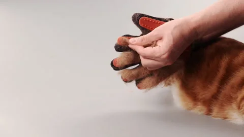 A ginger cat is combed from old fur with a mitten Stock Footage 267521445