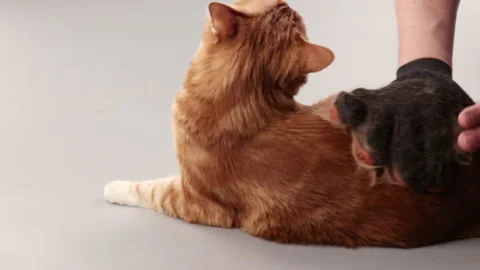 A ginger cat is combed from old fur with a mitten Stock Footage 267521464