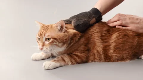 A ginger cat is combed from old fur with a mitten Stock Footage 267521639