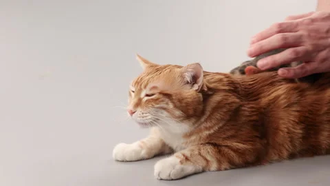 A ginger cat is combed from old fur with a mitten Stock Footage 267521715
