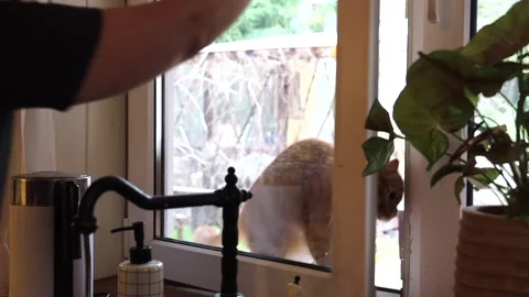 A ginger cat comes through the kitchen window at home Stock Footage 274433534