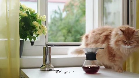 Ginger cat coming from the windowsill on dinner table Stock Footage 159541782