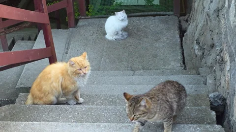 Ginger Cat On Concrete Steps Watching White Fluffy Cat Perched While Tabby Stock Footage 335268517