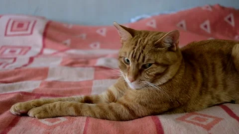 Ginger cat on the couch stretched out his paws in front of him Video stock 144042589
