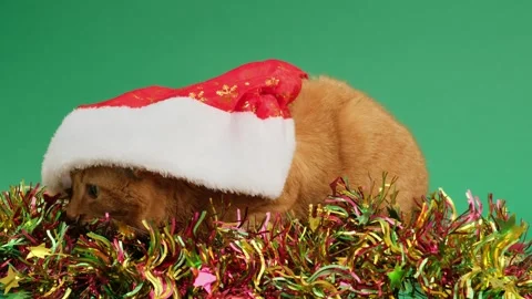Ginger cat, covered with a Santa hat, moves next to Christmas decoration Stock Footage 294554044