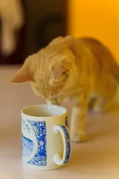 Ginger cat curiously drinks from a blue and white cup Foto stock