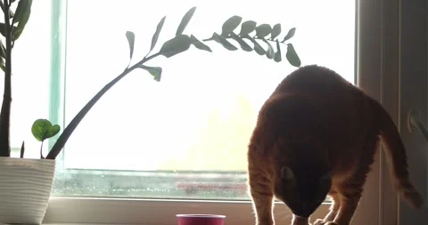 Ginger cat curiously looks down from a windowsill bathed in sunlight Stock Footage 339066241