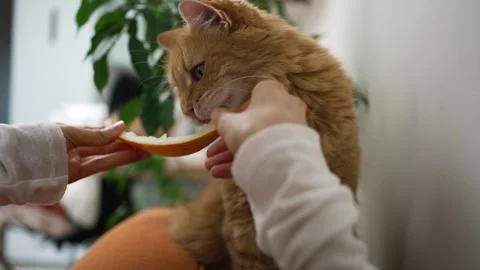 Ginger cat curiously sniffing melon slice held by womans hand, displaying gentle Stock Footage 315658813