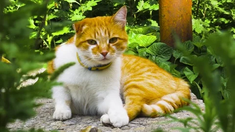 Ginger cat with a curled ear rises looks in the camera and lies down Vídeo Stock 77725989