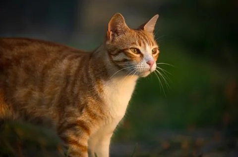 Ginger cat. Cute red cat on the street looking at tropical sunset. portrait o Stock Photos