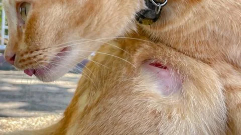 A ginger cat with a deep open wound on its hind paw 스톡 사진