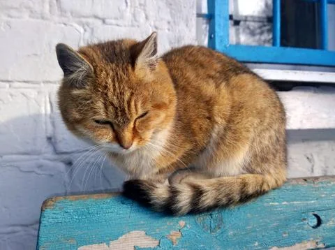 Ginger cat dozing Stock Photos