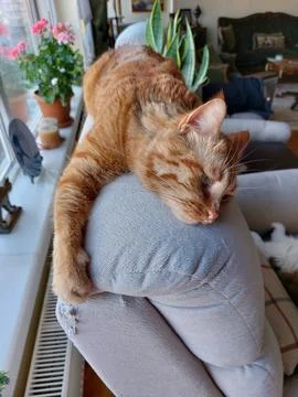 Ginger Cat Dreaming Stock Photos