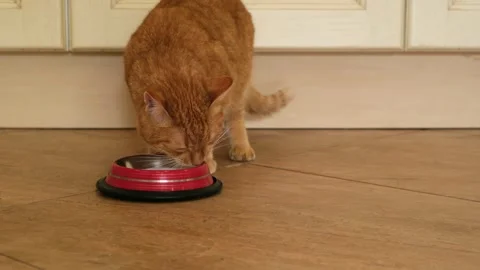 Ginger cat drinking milk from a red bowl. Pets care. Copy space. Stock Footage 284556468