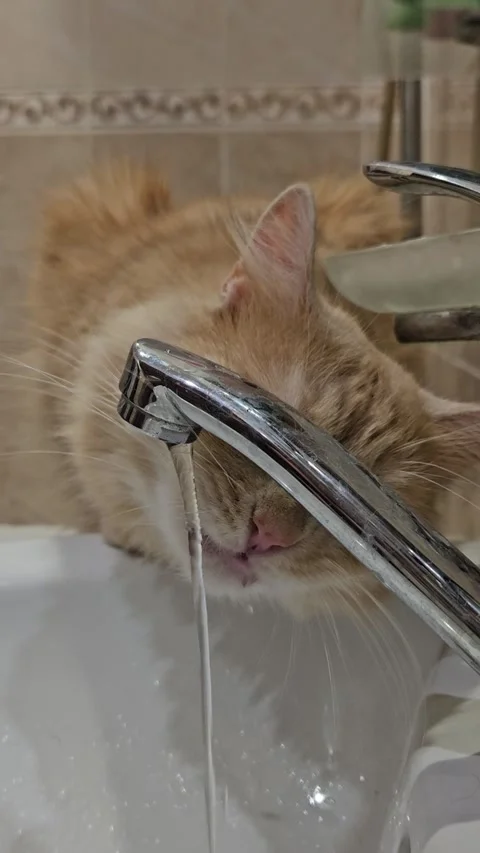 Ginger Cat Drinking Water from Bathroom Faucet Stock Footage 322187247