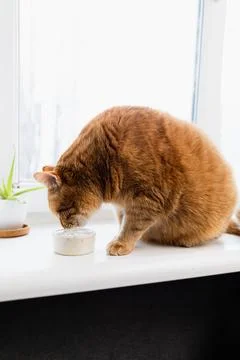 Ginger cat drinking water from a small bowl on a windowsill with a plant Stock Photos