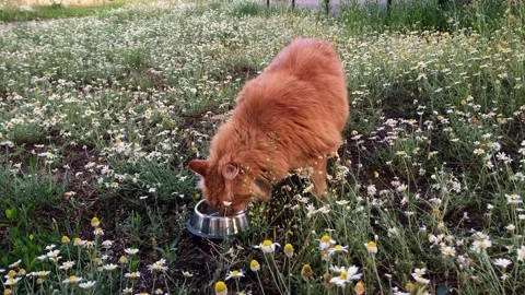 Ginger cat drinks water from a bowl in a field of daisies Stock Footage 337127088