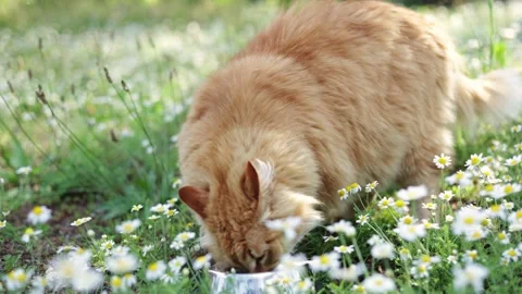 Ginger cat drinks water from a bowl in a field of daisies on a sunny day Stock Footage 337127639