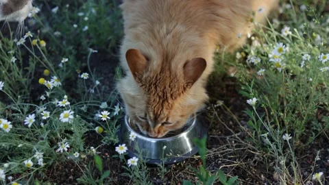Ginger cat drinks water from a metal bowl surrounded by blooming daisies in a Stock Footage 337127540