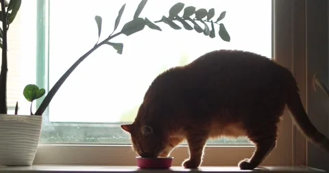 Ginger cat drinks water from a pink bowl by the window Stock Footage 339066228