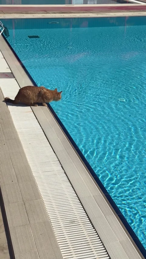A ginger cat drinks water from a pool, carefully lapping at the surface with  Stock Footage 301864365