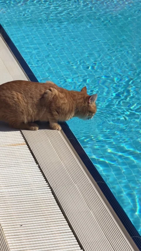 A ginger cat drinks water from a pool, enjoying the refreshing moment under t 動画素材 303360470