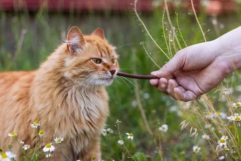 Ginger cat eagerly accepts a treat from a human hand in a field of wildflower Stock Photos