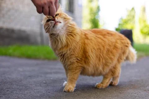 Ginger cat eagerly accepts a treat from a human hand outdoors Stock Photos