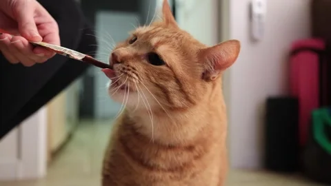 Ginger cat eagerly chews on a treat held by a person's hand Stock Footage 338433680