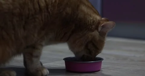 Ginger cat eagerly eats from a pink bowl on a wooden floor indoors Stock Footage 339069186