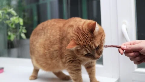 Ginger cat eagerly eats a treat offered by a hand near a window Stock Footage 338433490