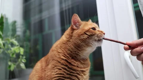 Ginger cat eagerly eats a treat held by a human hand near a window Stock Footage 338433491