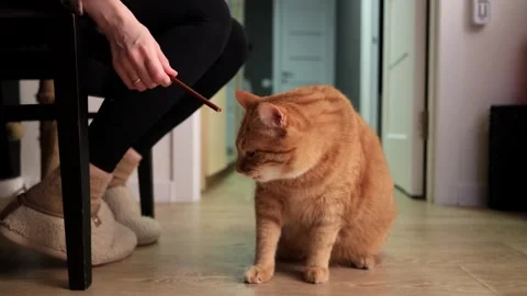 Ginger cat eagerly eats treat from owner's hand while sitting on the floor Stock Footage 338433690