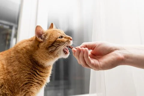 Ginger cat eagerly eats a treat from a human hand near a window with sheer .. Stock Photos
