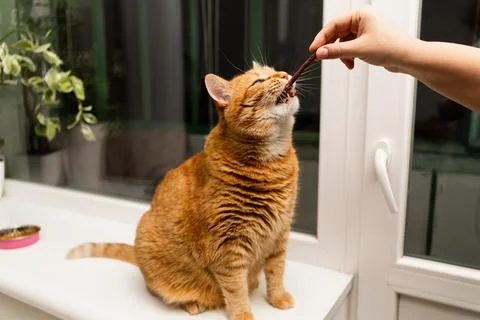 Ginger cat eagerly eats a treat from a person's hand while sitting on a win.. Stock Photos