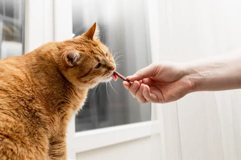 Ginger cat eagerly eats a treat from a human hand near a window with sheer .. Stock Photos