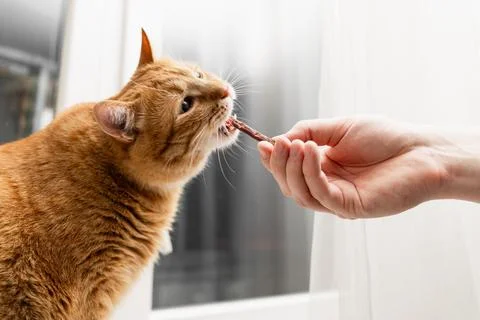 Ginger cat eagerly eats a treat held by a human hand near a window with she.. Stock Photos