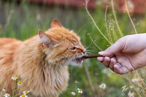 Ginger cat eagerly eats a treat from a human hand in a grassy outdoor setting Stock Photos