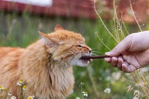 Ginger cat eagerly eats a treat from a human hand outdoors among wildflowers Stock Photos