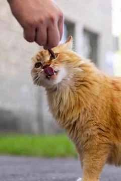 Ginger cat eagerly eats a treat offered by a human hand outdoors Stock Photos
