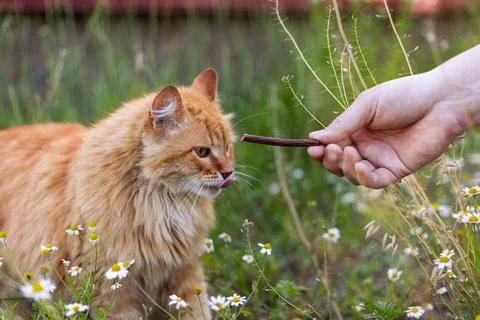 Ginger cat eagerly licks lips while being offered a treat in a field of daisi Stock Photos