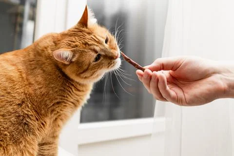 Ginger cat eagerly sniffs a treat offered by a human hand near a window Stock Photos
