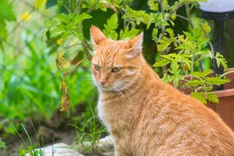 Ginger cat with the ears back oriented Foto stock